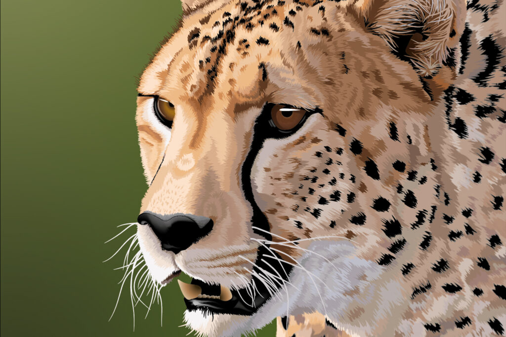 Illustration Infographic design Cheetah Sarge