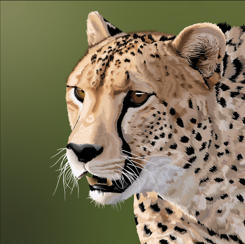 Illustration Infographic design Cheetah Sarge